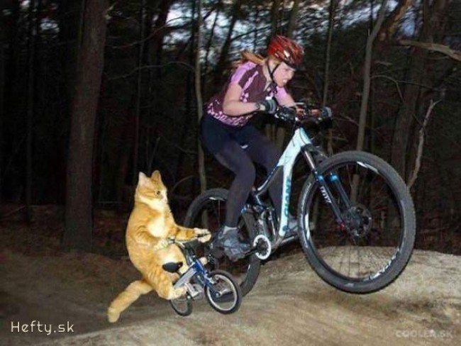 cat downhill