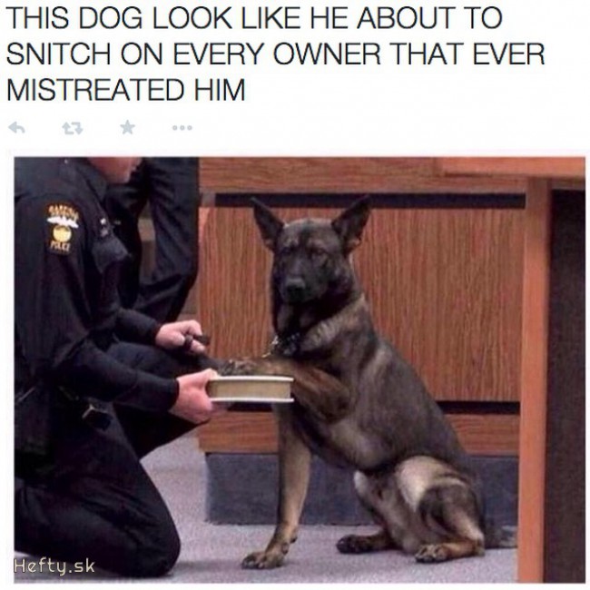 dog at court