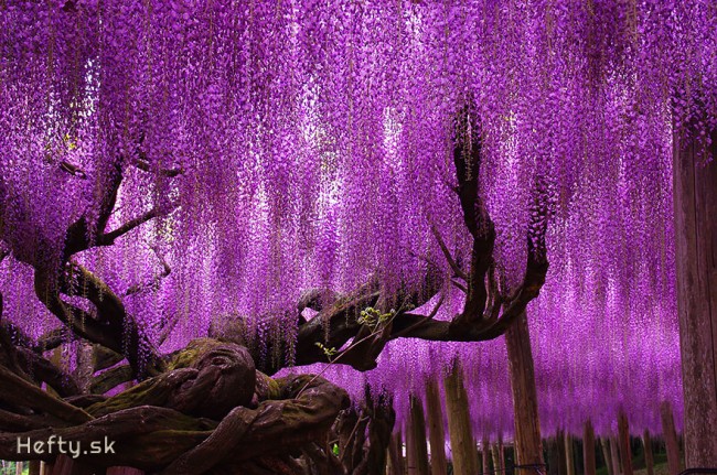 japonský strom wisteria