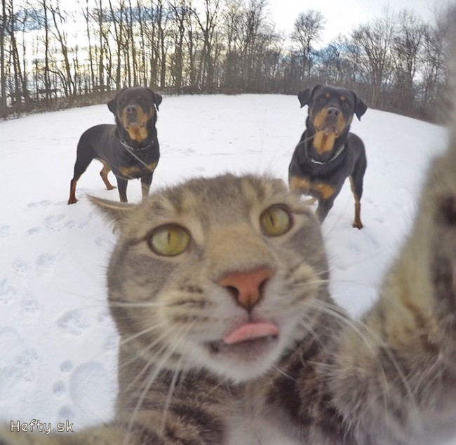 mačac&iacute;a selfie