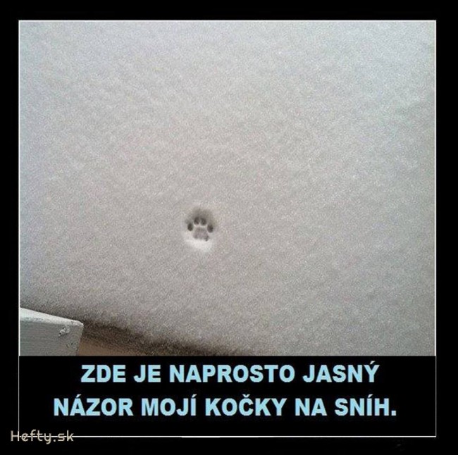 mačka vs. sneh