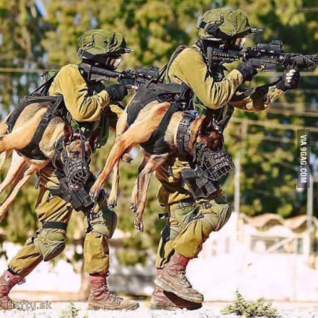taktické psy