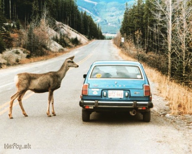 wanna talk about our lord and saviour big deer?