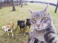 cat selfie