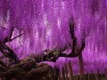 japonský strom wisteria